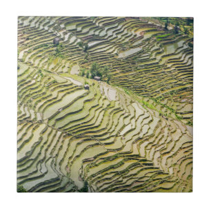 Yuanyang Rice Terraces, Yunnan - China