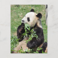 Yum Bamboo! Cartão postal do Panda