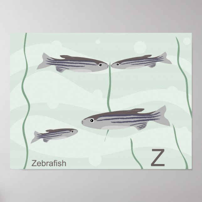 Z for zebrafish Poster (Frente)