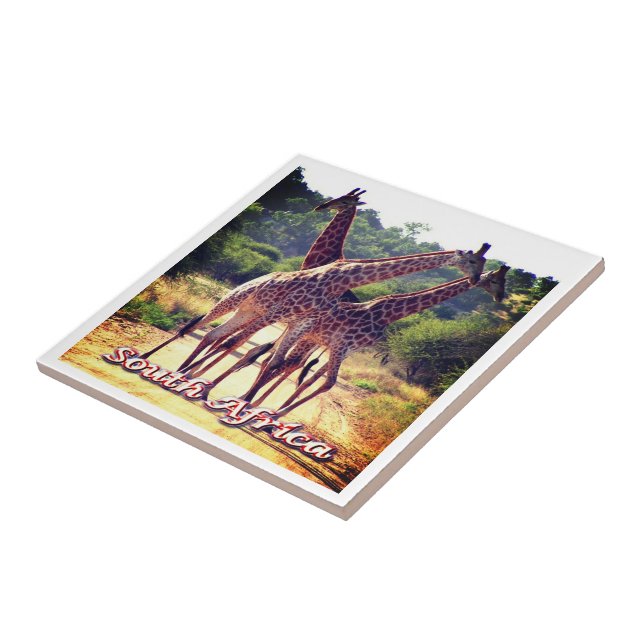 ZA011 ÁFRICA DO SUL, Girafas, (Lateral)