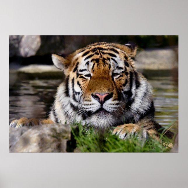 Zambar Tiger Impressão (Frente)