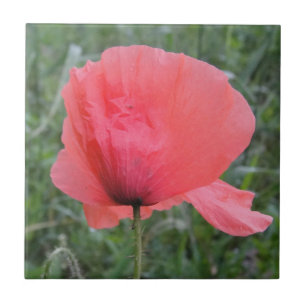 Zarte Escreveu Mohnblume