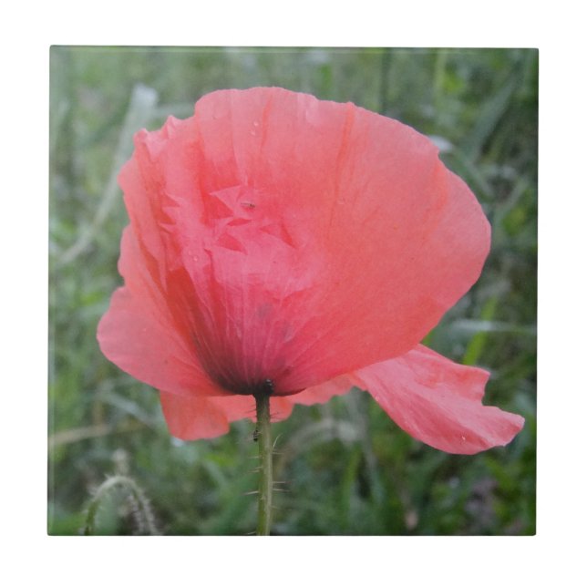 Zarte Escreveu Mohnblume (Frente)