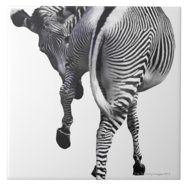 zebra (Frente)