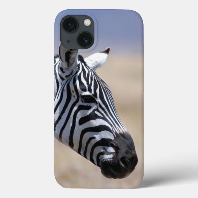 Zebra (Verso)