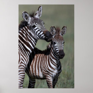 Zebra African Willife Poster