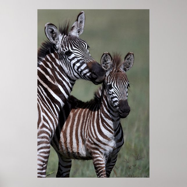 Zebra African Willife Poster (Frente)