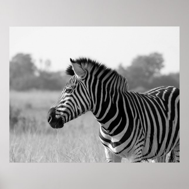 Zebra Black & White Print Poster (Frente)