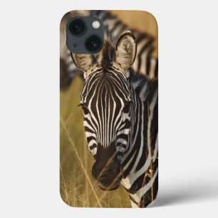 Zebra de Burchell no capim alto de verão, Masai