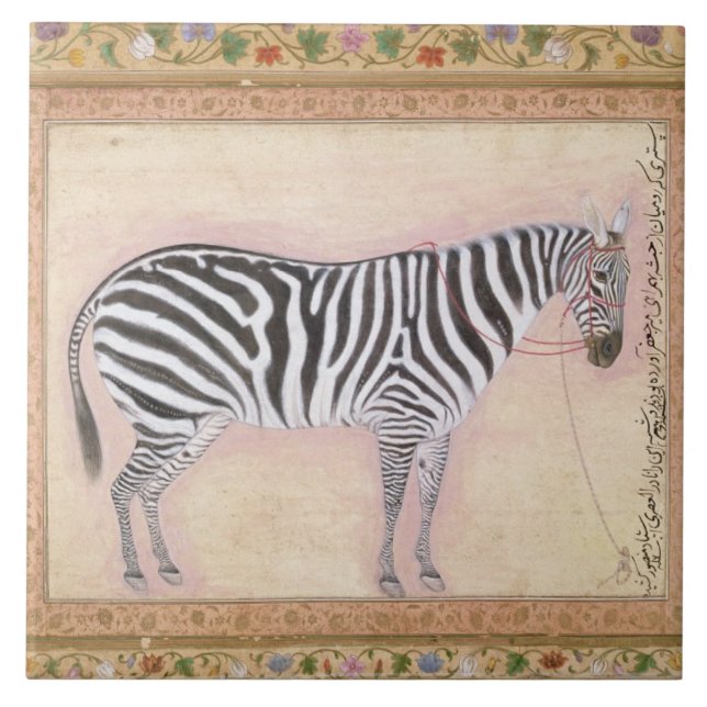 Zebra, de "do álbum Minto", 1621 (gouache no pa (Frente)