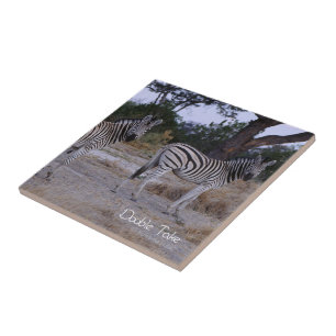 Zebra Double Take Foto