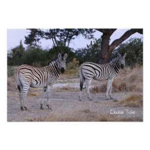 Zebra Double Take Foto