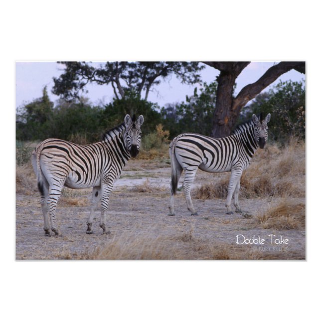 Zebra Double Take Foto (Frente)