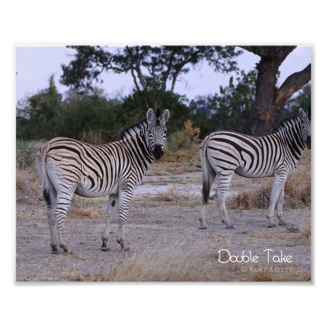 Zebra Double Take Foto (Frente)