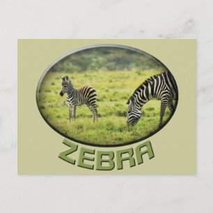Zebra e zebra fazem cartões postais de safari da v