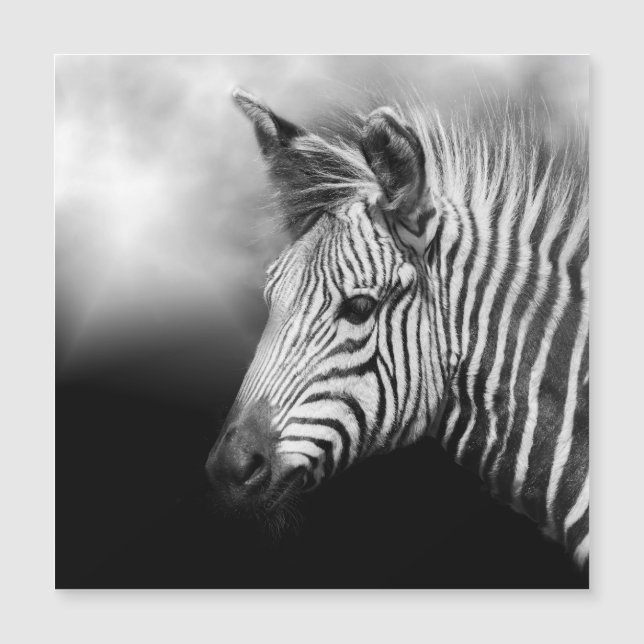 Zebra Foal (Frente)