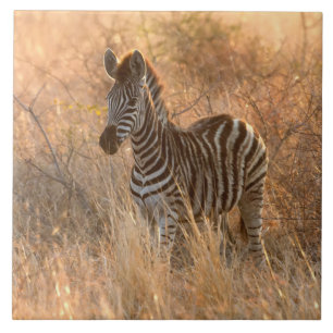 Zebra Foto à luz da manhã