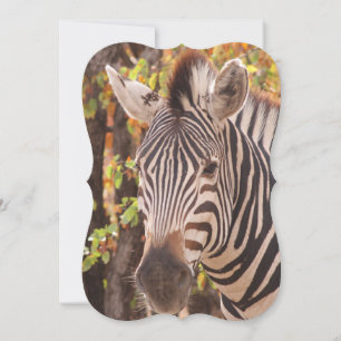 zebra listrada se fecha em uma foto da floresta de