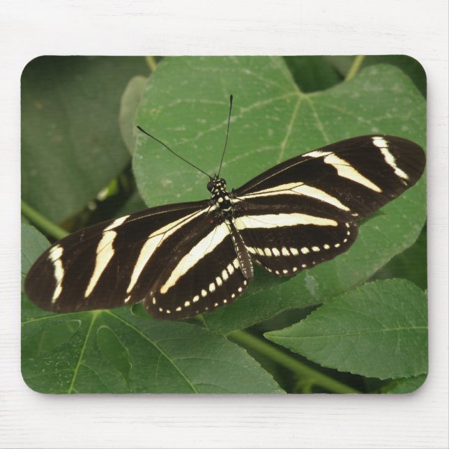 Zebra Longwing Butterfly Mousepad (Frente)