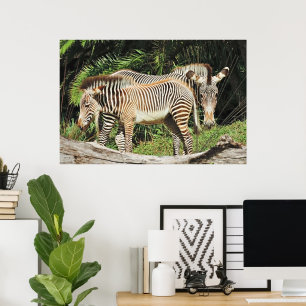 Zebra Mãe e Filhote 36 x 24 Foto Poster