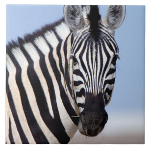 Zebra olhando para você
