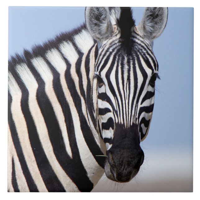 Zebra olhando para você (Frente)