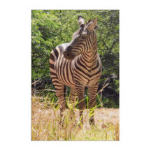Zebra - Parede acrílica Art 20" x 30"