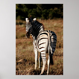 Zebra por trás da poster de pintura