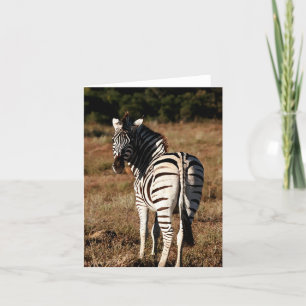 Zebra por trás do cartão de saudação editável