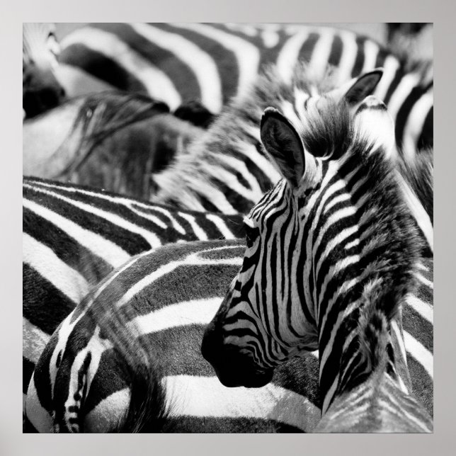 Zebra Poster (Frente)
