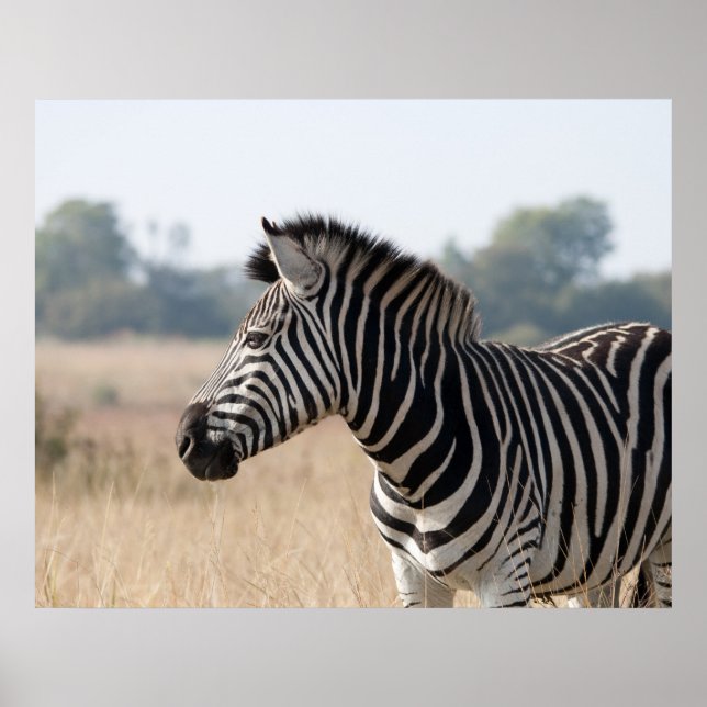 Zebra Poster (Frente)