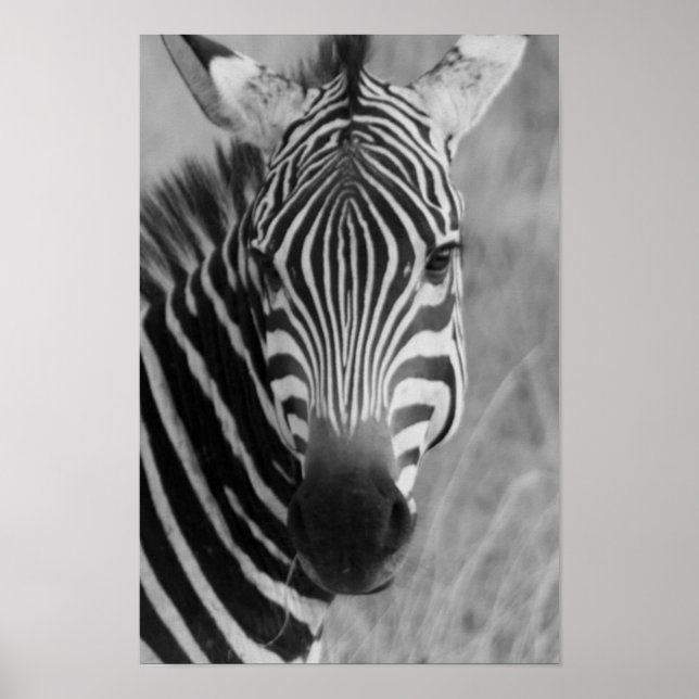 zebra poster DE 8,99 (Frente)