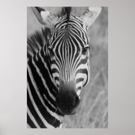 zebra poster DE 8,99