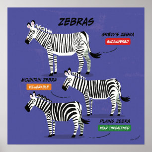 Zebra Species Art Poster v2