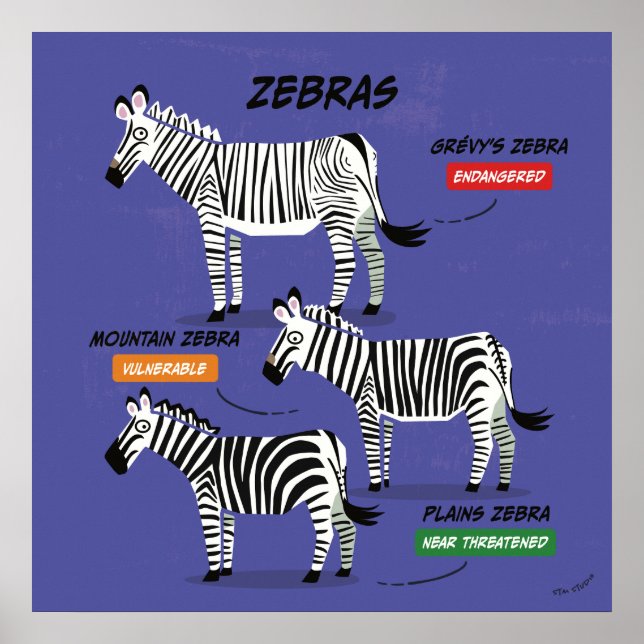 Zebra Species Art Poster v2 (Frente)