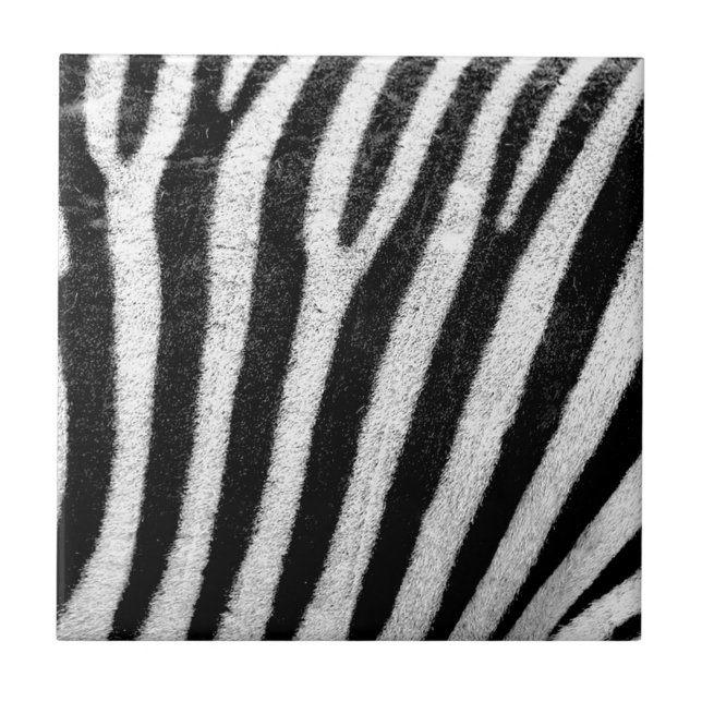 zebra Stripes (Frente)