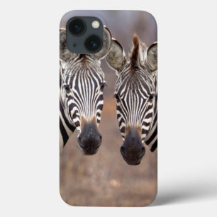 Zebras-comuns, Parque Nacional Kruger