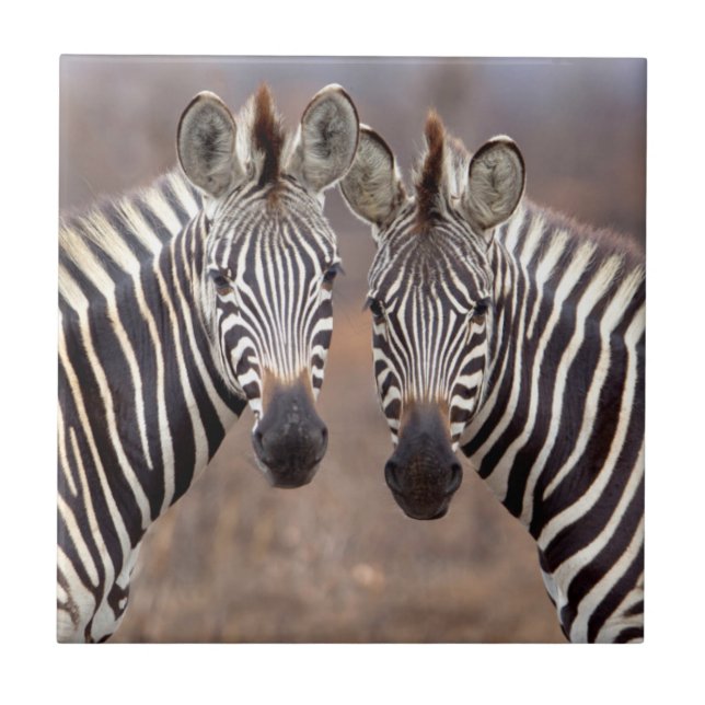 Zebras-comuns, Parque Nacional Kruger (Frente)