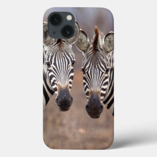 Zebras-comuns, Parque Nacional Kruger