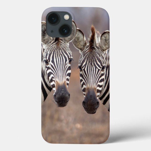 Zebras-comuns, Parque Nacional Kruger (Verso)