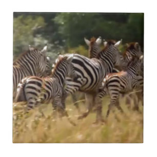 Zebras em Movimento: Uma Viagem de Mil Milhas