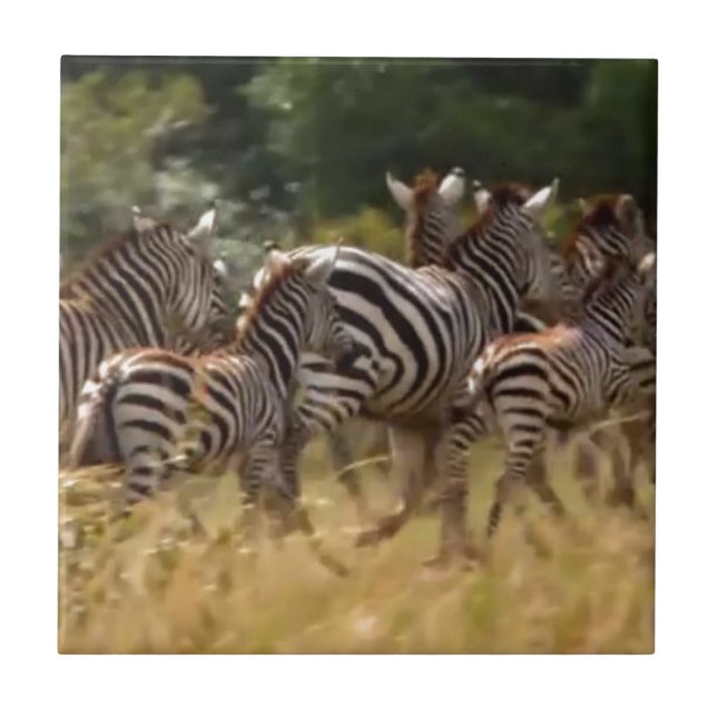 Zebras em Movimento: Uma Viagem de Mil Milhas (Frente)