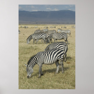 Zebras na Tanzânia Poster