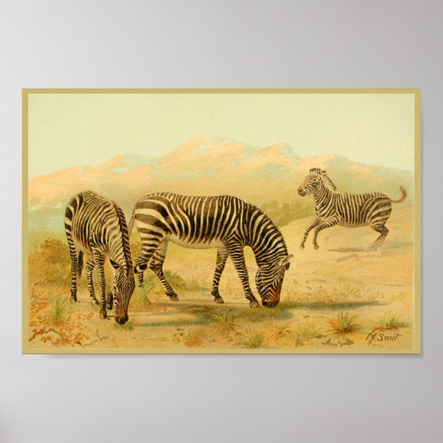 Zebras Vintage Arte Animal Plantações Impressão af (Frente)