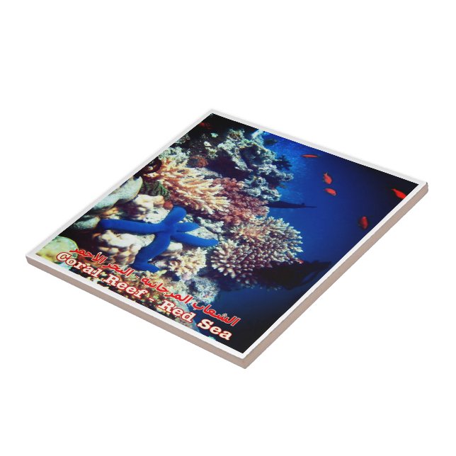 zEG033 EGYPT, mar vermelho, recife de coral, gelad (Lateral)