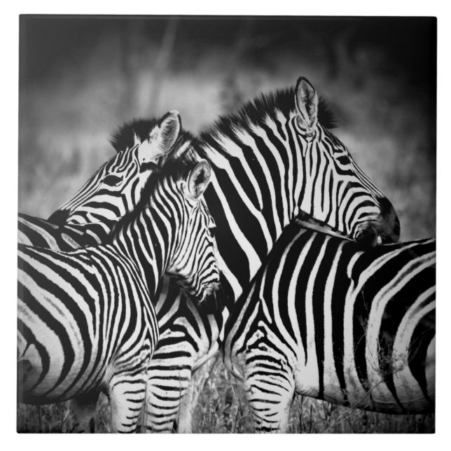 Zelo de Zebra (Frente)