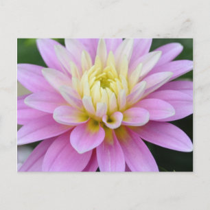 Zen Flower- Cartão postal Dahlia
