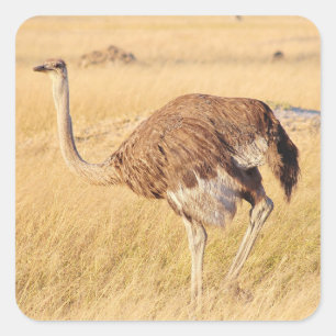 Zimbábue Ostrich Safari sobre os adesivos