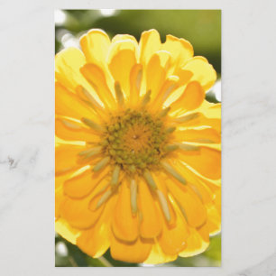 Zinnia amarela, margarida amarela, flor amarela
