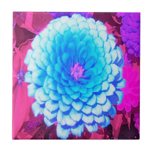 Zinnia azul bonito no jardim roxo do verão